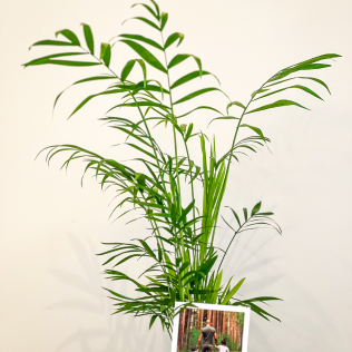Planta Palmeira Chamaedora 