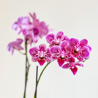 Mini Orquídea Phaleanopsi