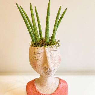 Busto com Mini Sansevieira 
