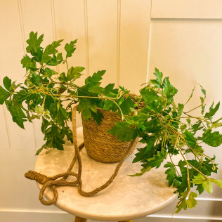 Vaso Pendente de Sisal com Cissus