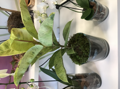 FICUS ELASTICA ESCURA OU ROSA