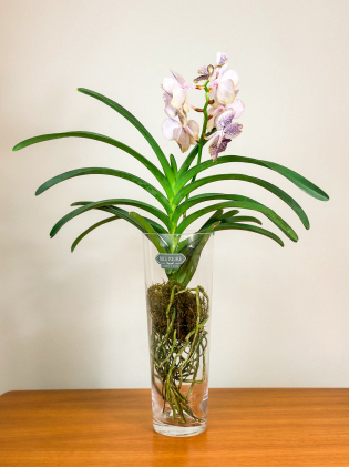 Vaso Orquídea Wanda