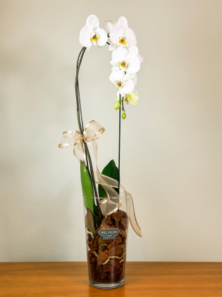 Orquídea Phalenopsis
