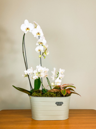 Lata Jardim de Orquídeas