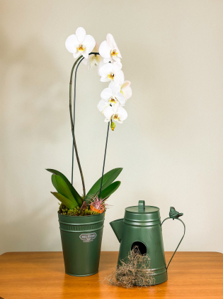 Orquídea & Regador 