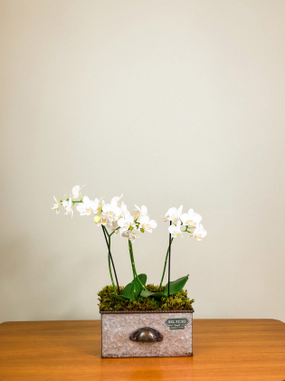 Gavetinha Orquídeas