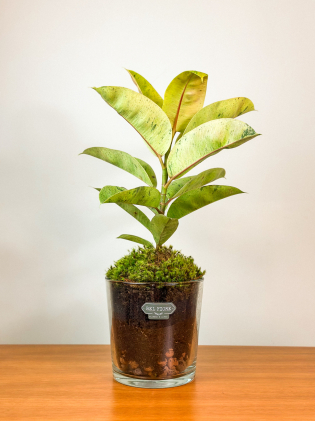 Ficus Elastica Shivereana