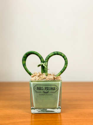 Mini Coração Sanseveria