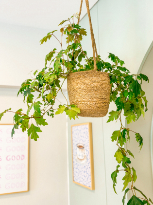  Vaso Pendente com Planta Cissus