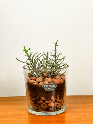 Cactus Cinza