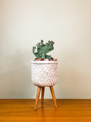 Cactus Praecereus 