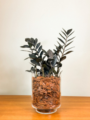 Zamioculca Black