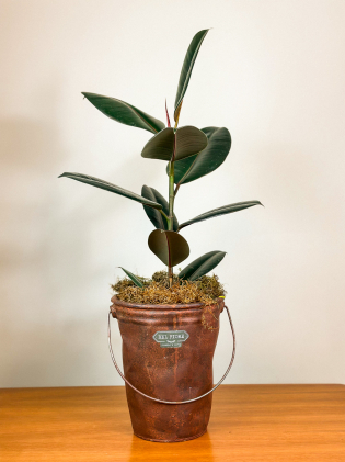 Ficus Elastica Burgundy Escuro