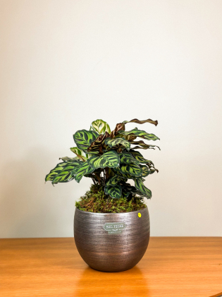Calathea