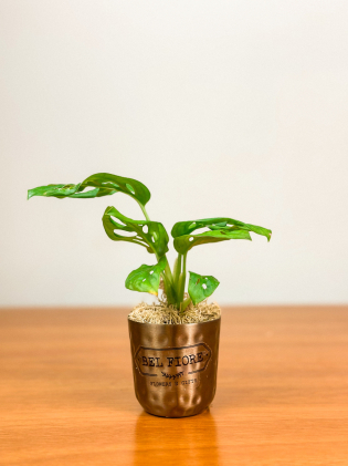 Mini Monstera Adansoni