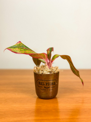 Mini Aglaonema