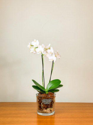 Orquídea Mini Phalenopsis