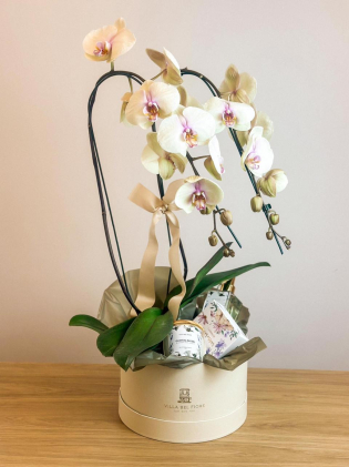 Box Orquídeas & Gifts