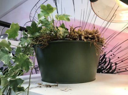 Bacia ferro verde musgo 