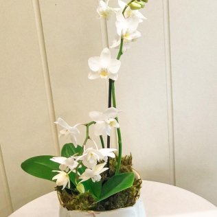 Vaso tulipa de porcelana floral