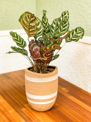 Vaso de ceramica com Maranta