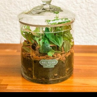 Terrário de vidro P com mix de plantas 