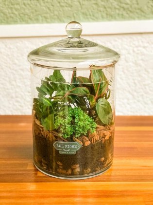 Terrario de vidro M com mix de  plantas