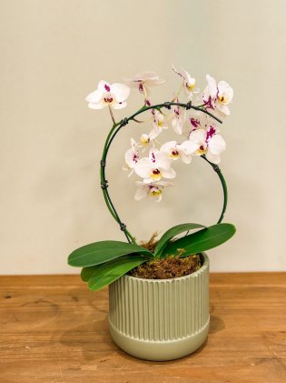 Vaso Pistache com Orquídea